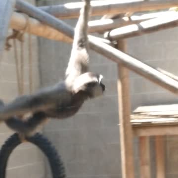 #Zoo #IDaho #Falls #2022