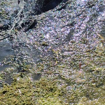 Pitbull Puppy Discovers She Can Dig! JazzyGirl Superstar Pitbull Puppy!