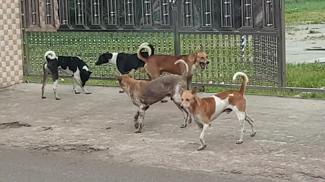 Dog mating - Best dog mating videos - Animals mating