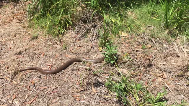 Brown Snake Shows Defensive Behavior