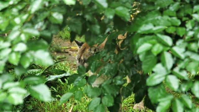 cougar Puma concolor large cat portrait behind vegetation Martinique zoo captive animal