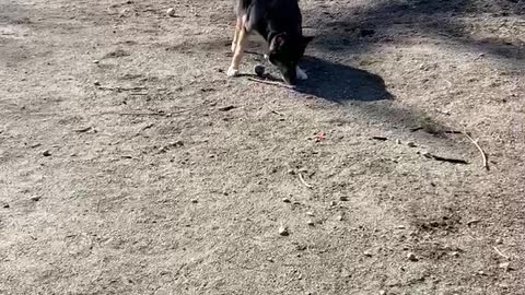 Fiona playing ball at dog park after cancer appt 3.2021