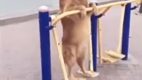 Dog having fun