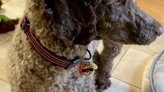 Puppy and dog play with squeaky toy together!