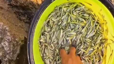 Survival Fishing