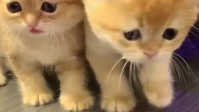 cute kittens play | play full momento