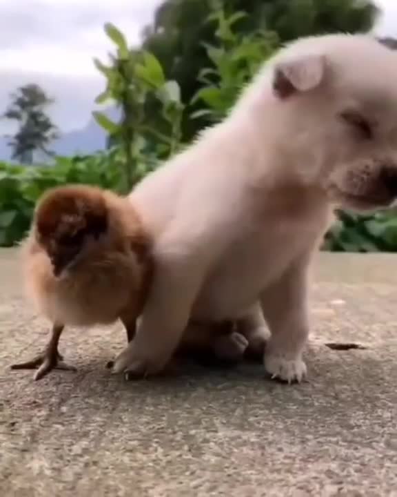 CuteDogSleep😍😍❤💖