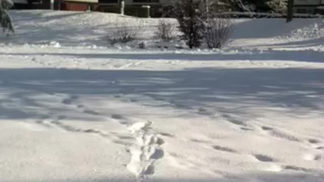 Funny doggie loves to play in the snow