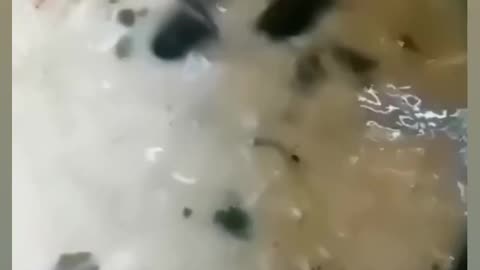 The mouse fight in food