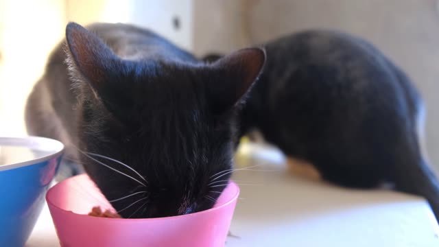 How cat eats? | see video of cat eating | Cutie Cats