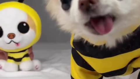 Cuties