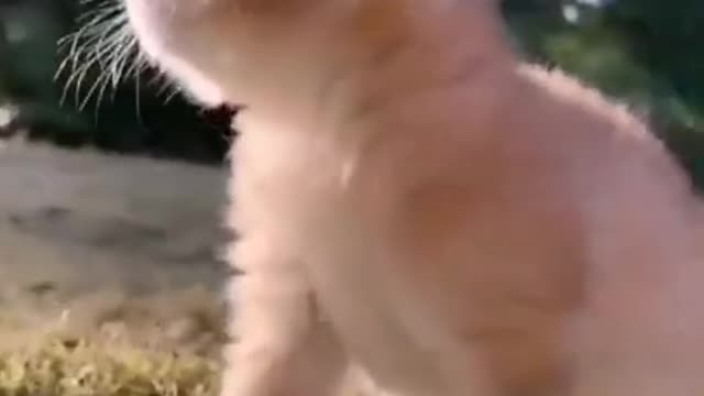 cute cat shorts❤#cat #shorts #cutecat