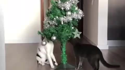 How long have you had the tree