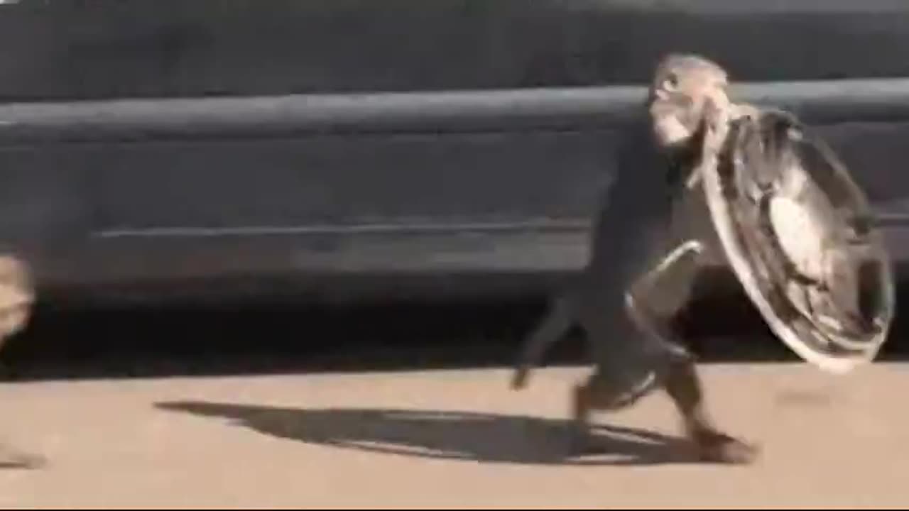 Monkey Steals Hubcap And Runs Away.mp4