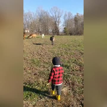 My little brother with animals on the farm