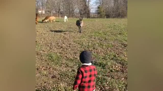 My little brother with animals on the farm