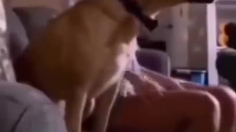 The most funny animal on earth you can see🤣
