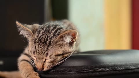 Little kitten supper sleepy/funny cat video