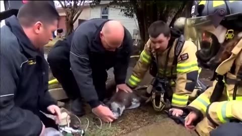 A firefighter saves the life of a helpless dog after it is found in thick smoke inside a house.