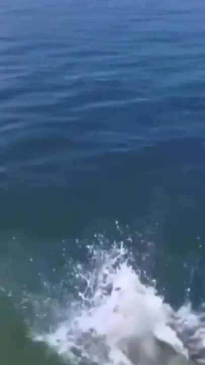 try not to laugh animal editon