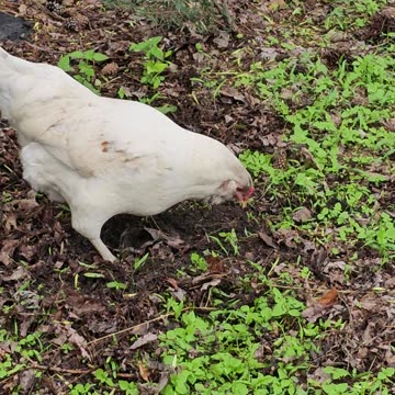 OMC! Even more raptor like hunting! Whitey demonstrates proper worm eating etiquette!