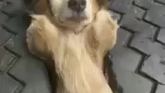 Funny and cute dog falling asleep between the truck wheel.