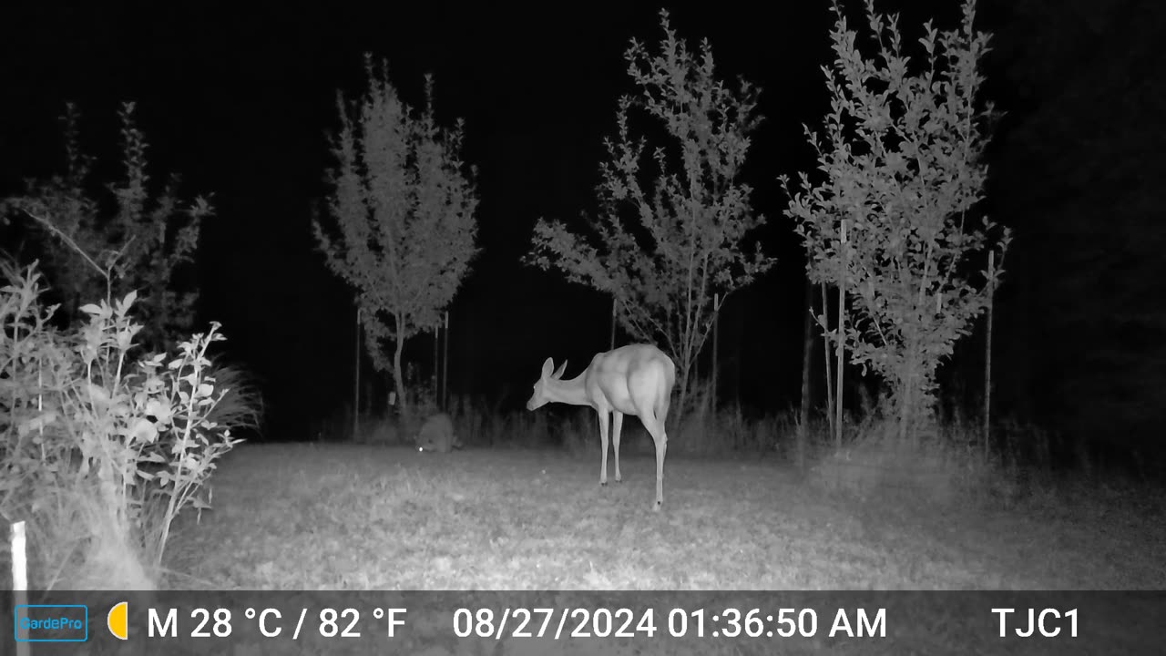 Deer Watching Coon