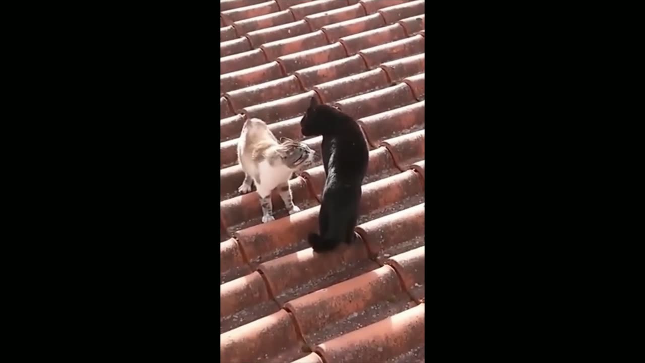 🤣🤣Funny🤣🤣Cats🤣🤣Videos