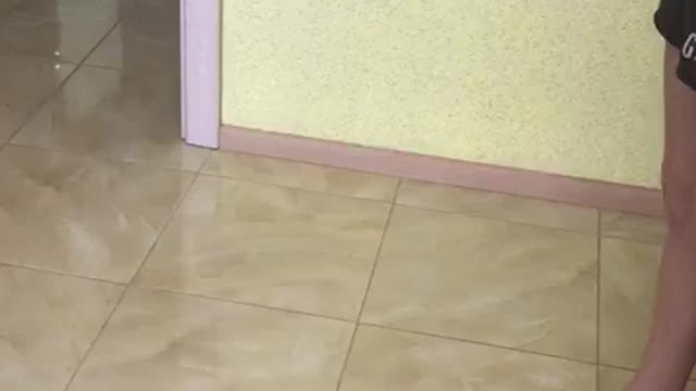 Cat Climbs Wall