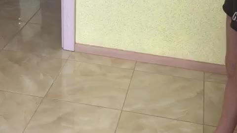 Cat Climbs Wall