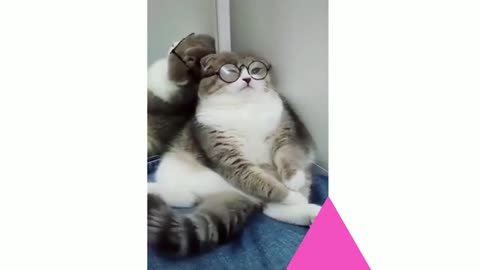 CUTE AND FUNNY CAT VIDEOS 😺