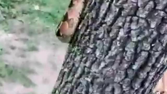 snake on the tree, are you afraid?