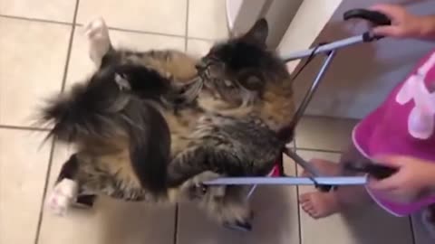 Funny Cats And Babies Playing @ Animals Trolling Babies
