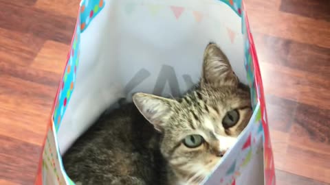 Funny Cat Hides in Gift Bag as a Present