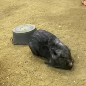 Wombat Zoomies!