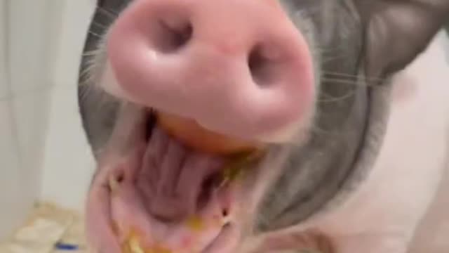 Pig series