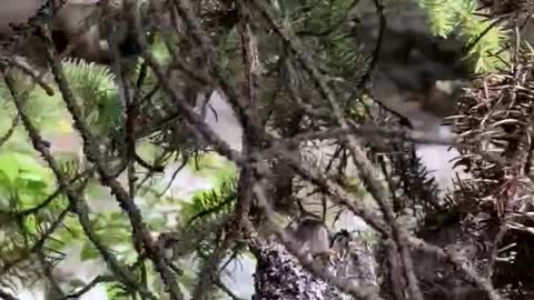 Baby Hummingbirds in BC