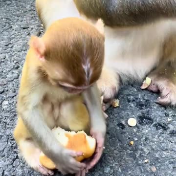 When Animals Rob You Blind… But Make It Cute! 🦊🐻 |