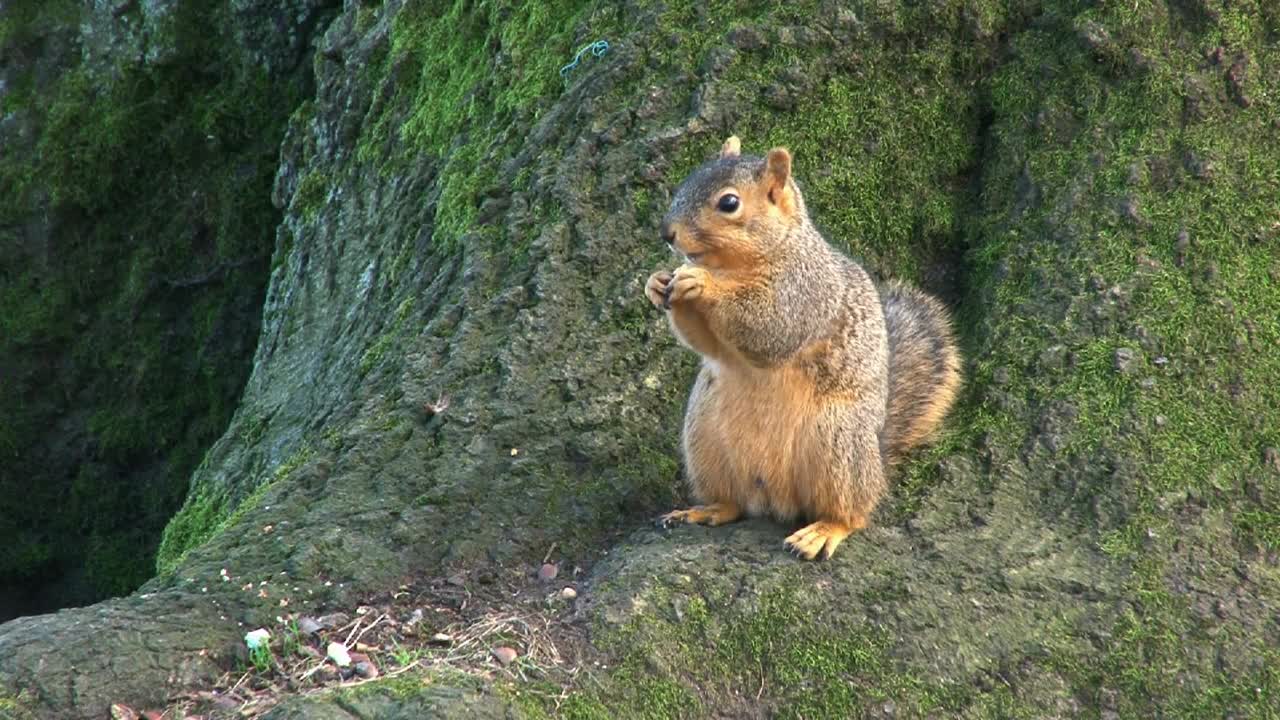 Squirrel Snacking In Forest