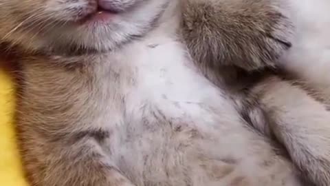 Funny cats video