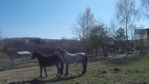 Stallion & mare pasture mating in slow motion