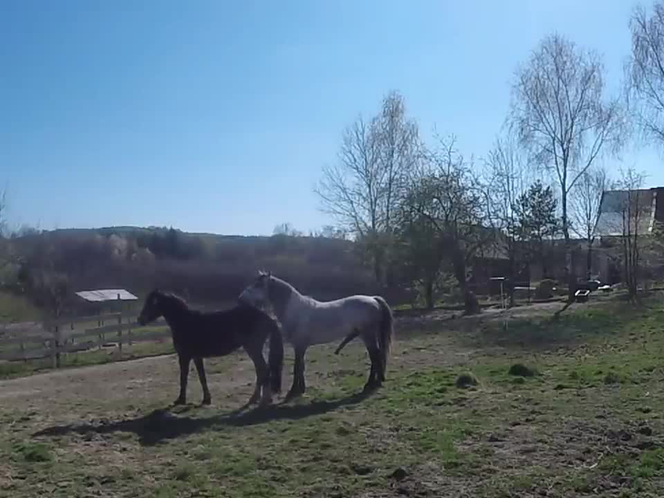 Stallion & mare pasture mating in slow motion