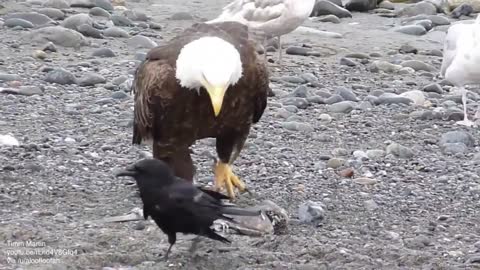 A serious eagle came to dine