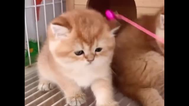 Cute & Funny Animals Videos