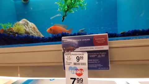 I visited a nearby fish aquarium shop and found this !