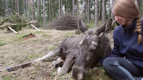 Cute Moose Calf Cuddled to Sleep
