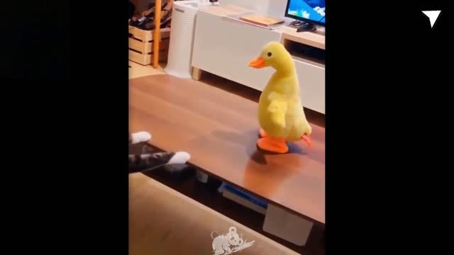 funny cat & dogs🐶🐺