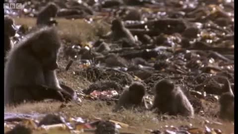 Lunchtime for Baboons | Mountain of the Sea | BBC Earth