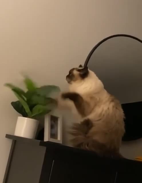 Reminds me of Mike Tyson at the gym video