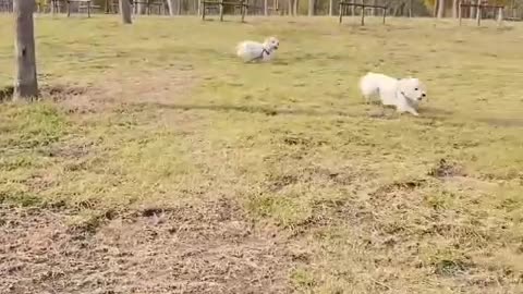 My favorite is puppies